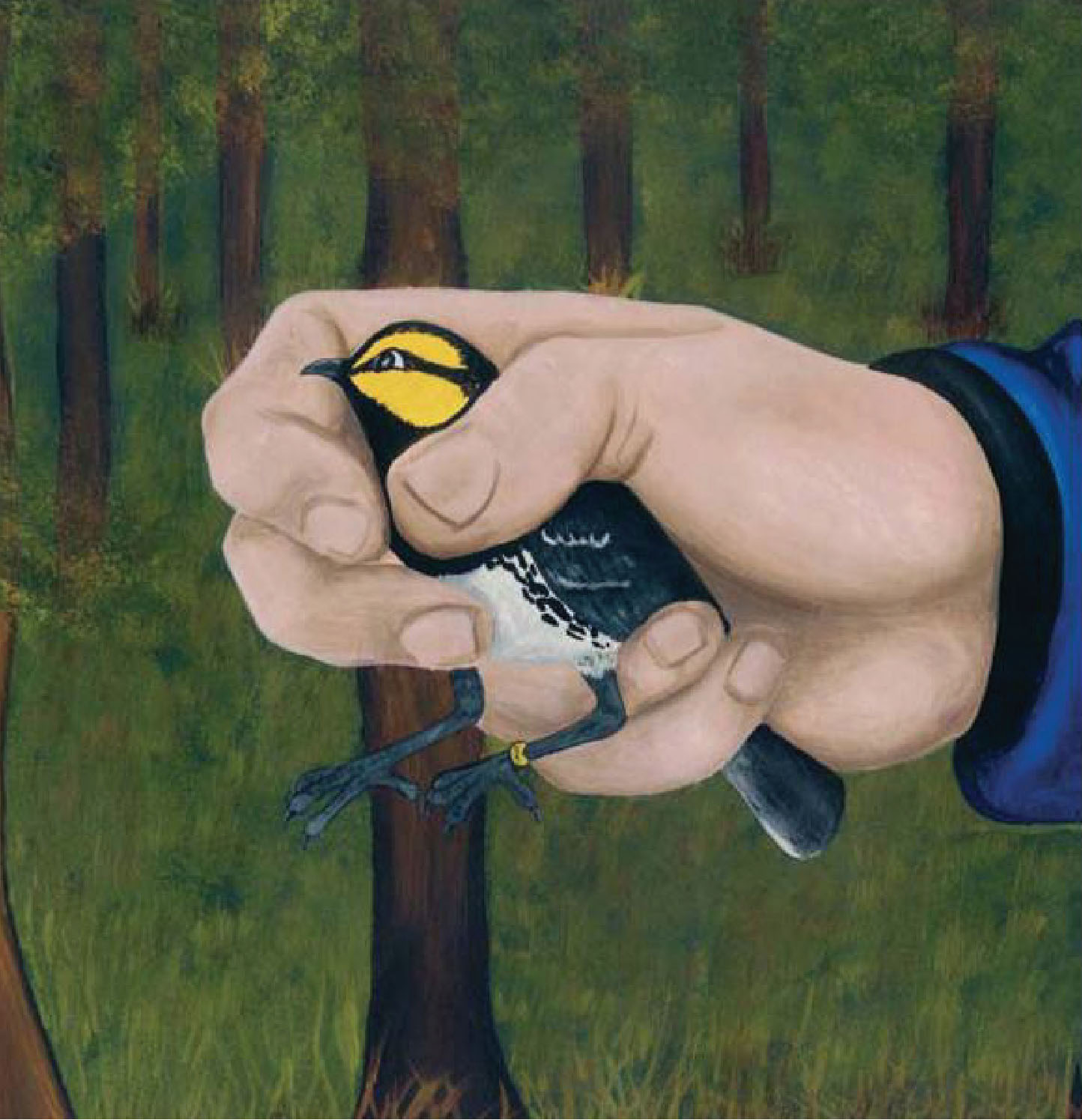 Golden Cheeked Warbler from Tale of Chipilo Golden Cheeked Warbler from Tale of Chipilo